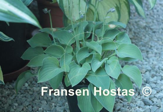 Hosta Serendipity